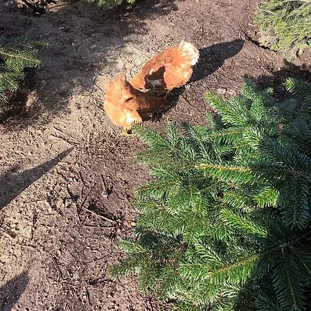 Bonjour Copenhagen *