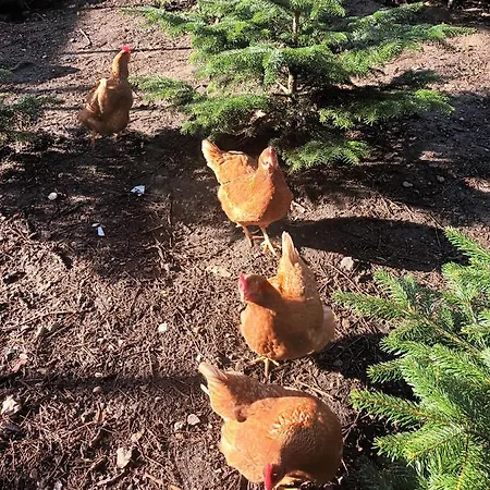 Bonjour Copenhagen *